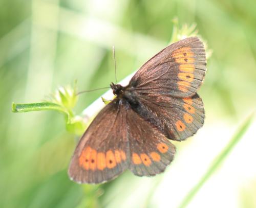 Réf. 315 515 : Erebia euryale